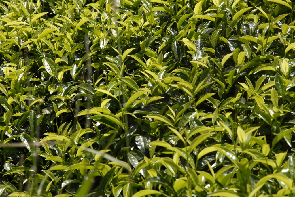 Tee — ein weiteres typisches Anbauprodukt im kenianischen Hochland.
