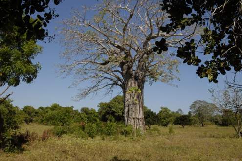 In der Umgebung sahen wir diesen kräftigen Baobab-Baum, eine für Ostafrika typische Pflanze, die im deutschen Sprachraum auch als Affenbrotbaum bekannt ist (botanischer Name: Adansonia digitata; in Kiswahili wird der Baum von den Einheimischen Mbuyu genannt).