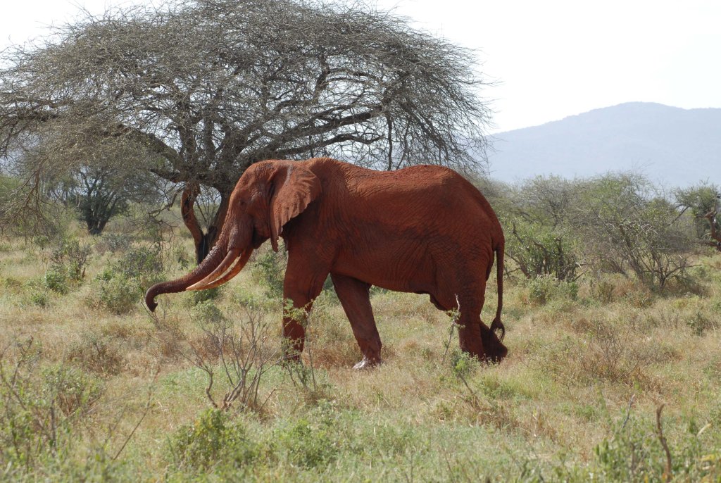 Elefant im Nationalpark.