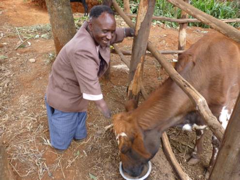 Supported family father with his single milk cow.