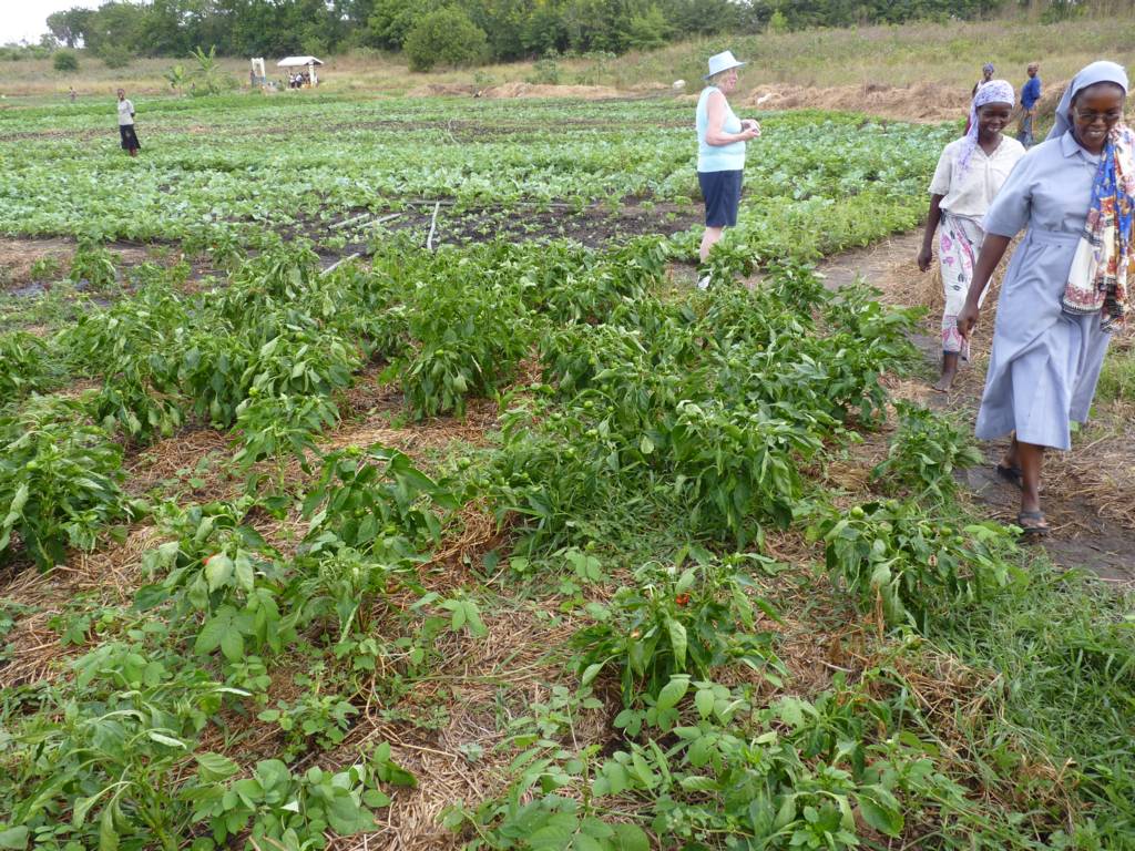 Cultivation of vegetables in the irrigated depression.