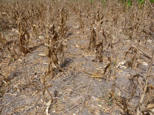 Aufgrund der Dürre ausgetrocknetes Maisfeld bei Baharini.