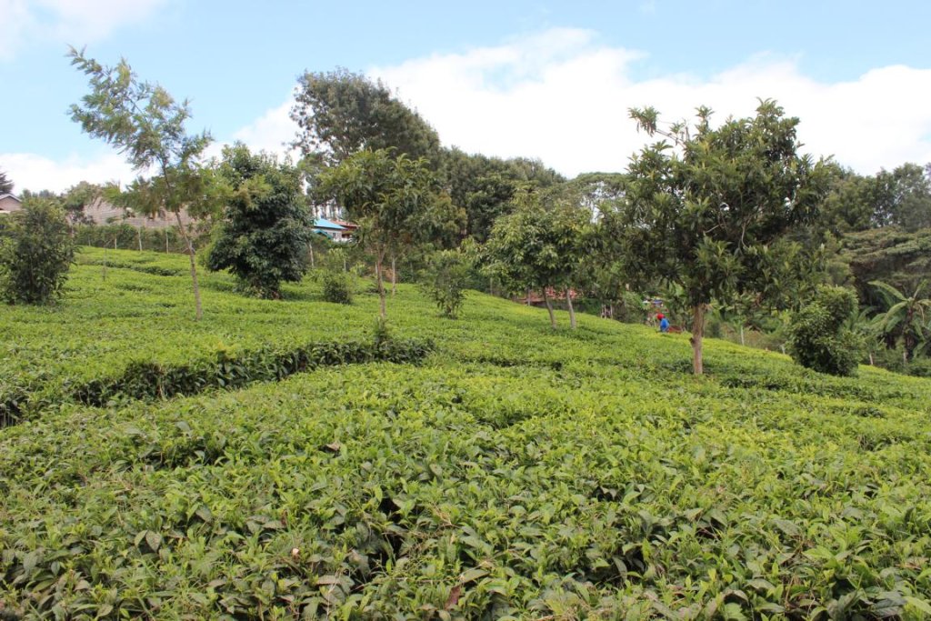 Teeplantage im Hochland.
