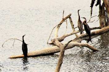 Vögel  am Naivasha-See.