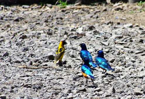 Afrikanischer Pirol (gelber Vogel links) und Gruppe aus drei Glanzstaren (bläuliches Gefieder).