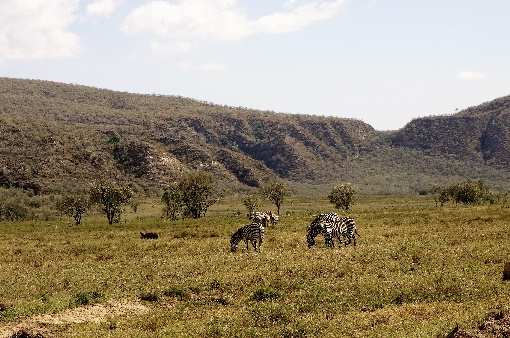 Grasende Zebras im Hochland.