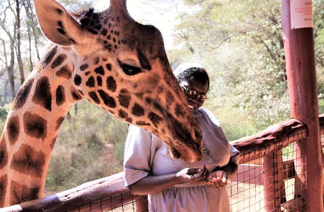 Rothschildgiraffe mit kath.Schwester.