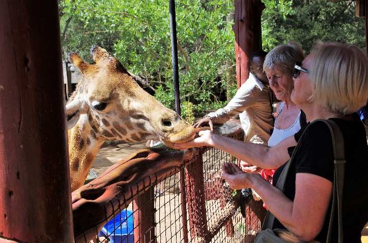 Reisegruppenmitglieder beim Giraffenfüttern.