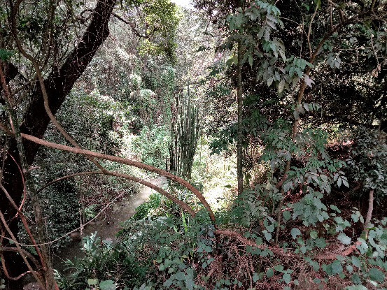 Blick in den Waldnaturpark.