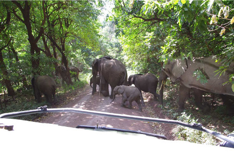 Encountering elephants on the road...