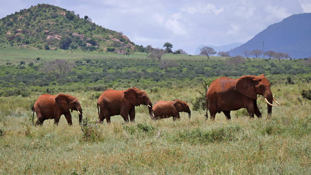 Im Tsavo-East-Nationalpark: Als Besonderheit gelten die \
