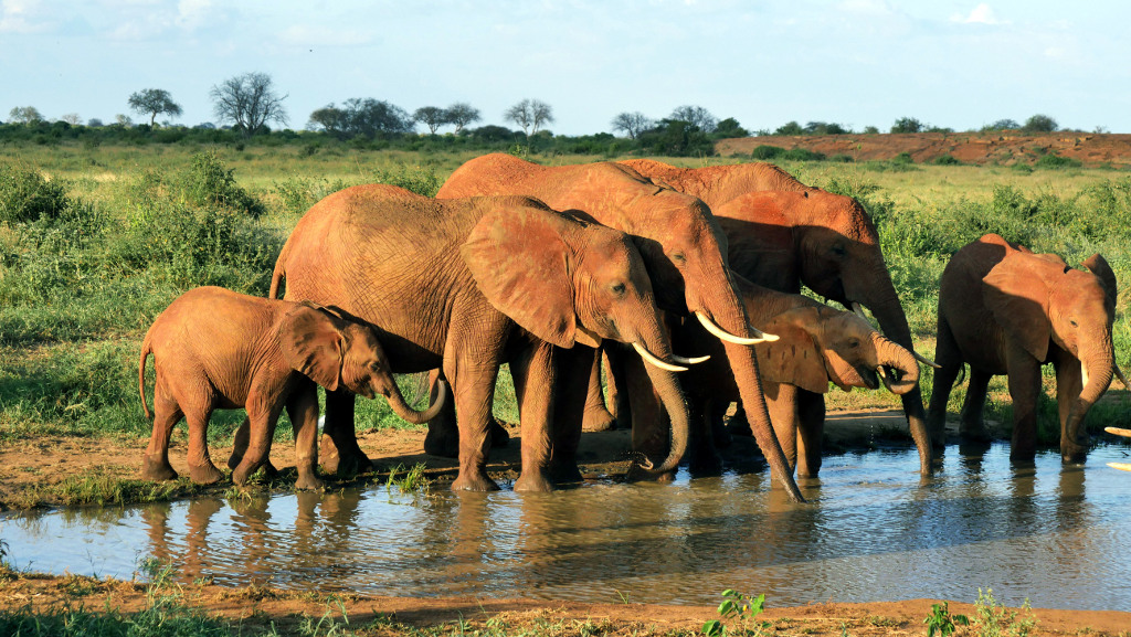 Elefanten an der Tränke. Foto: Uwe Ade.