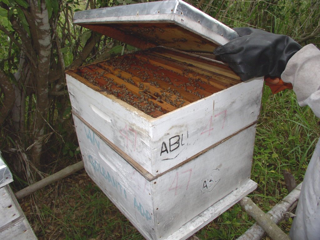 Beehive box with honeycombs (wild-honeybee project in Wema, financed by our society).